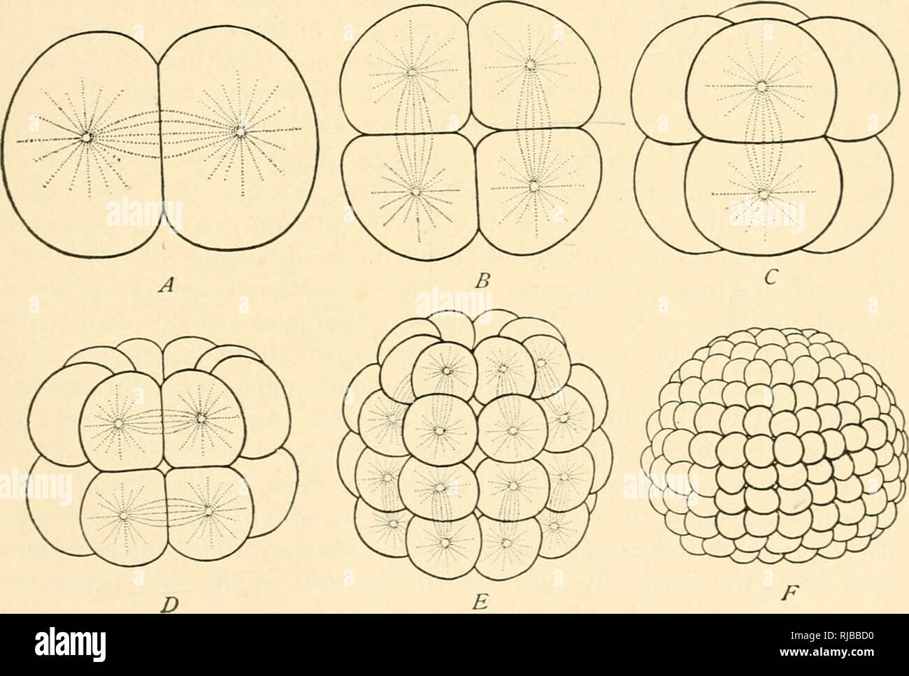 . The cell in development and inheritance. Cells. GEOMETRICAL RELATIONS OF CLEAVAGE-FORMS 365 planes according to Sachs's second rule. The first division of a homo- geneous spherical &amp;%%, for example, is followed by a second division at right angles to it, since each hemisphere is twice as long in the plane of division as in any plane vertical to it. The mitotic figure of the second division lies therefore parallel to the first plane, which forms the base of the hemisphere, and the ensuing division is vertical to it. The same applies to the third division, since each quadrant is as long as Stock Photo