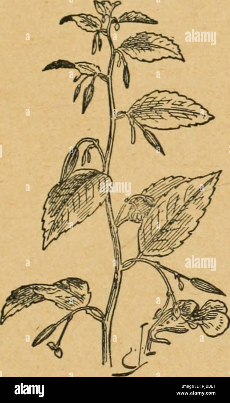 Calendrier 2023 Tal Cent Fleurs De Mon Herbier : Ã©Tudes Sur Le Monde Vã©Gã©Tal Ã La Portã©E De  Tous ; Suivies D'un Calendrier De La Flore De La Province De Quã©Bec.  Botanique; Botanique. Plantes