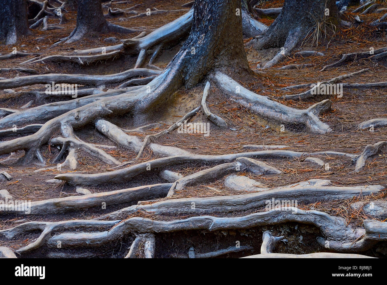 Horizontal Tree Roots A horizontal image of exposed tree roots on a path at Sunwapta Falls on ...