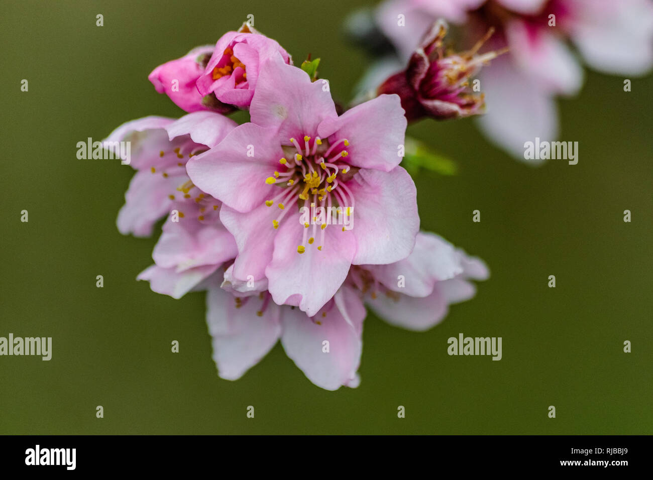 Almond flowers (prunus dulcis), blooming Stock Photo Alamy