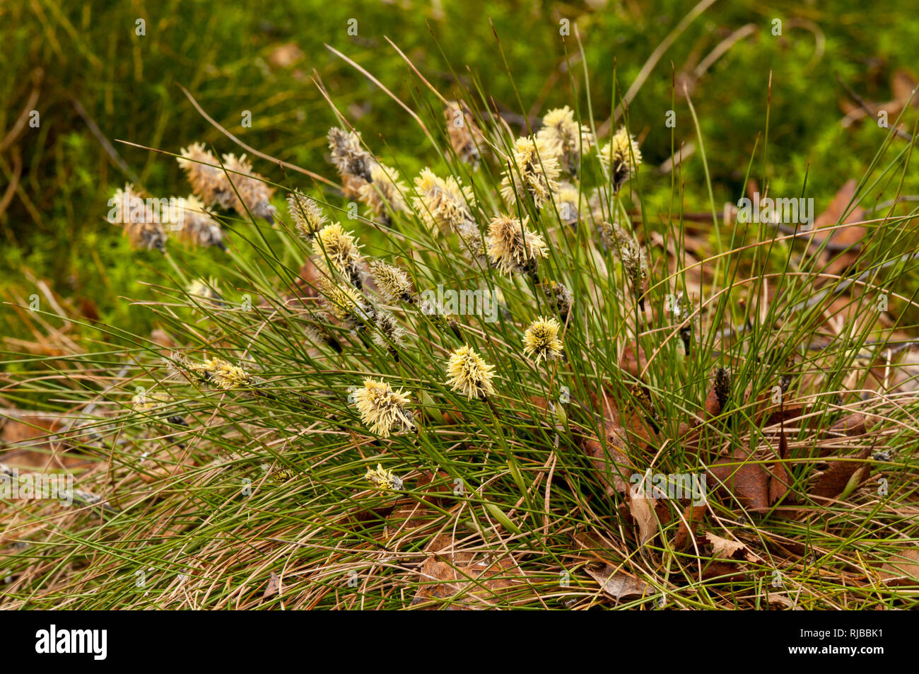 Spring sedge (Carex caryophyllea) flowering at RSPB Loch Garten in the Cairngorms National Park, Inverness-shire, Scotland. March. Stock Photo