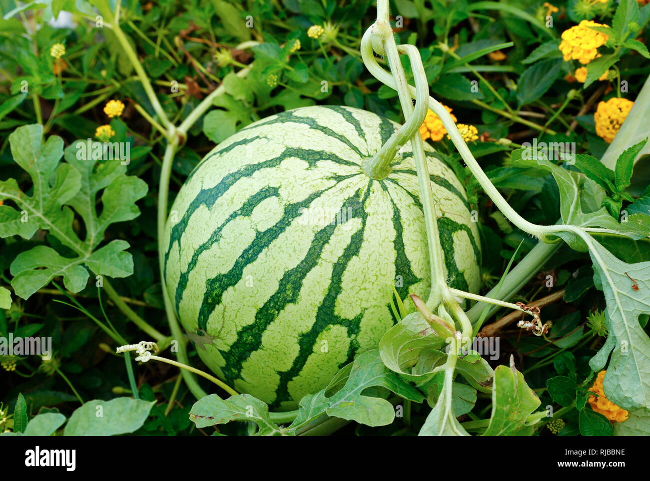 Cultivation of watermelons hires stock photography and images Alamy