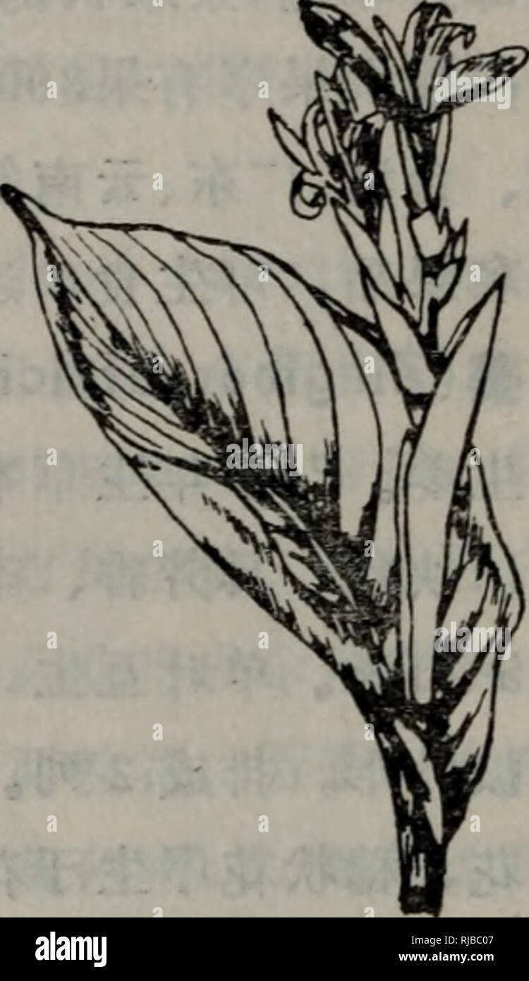 Chang Yong Sheng Wu Ke Ji Ci Dian Botany 310 Ae C C A E A C A C A I A Aaee A A C Aººei Canna Indica C Aºº Ec Aa A Ceae Aae C Ec A Ae C C I E E 2c Aaa Aºci E Ae Aa I A Ae A E A A A Cº E Aee E A E I Ae C E Aºe Caa E E C C I E C 3 E A C