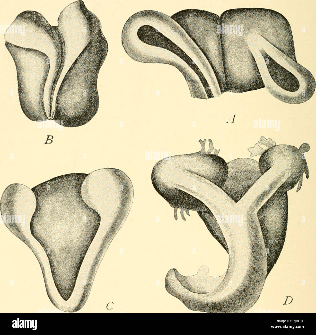 The cell in development and inheritance. Cells. 3i8 THEORIES OF INHERITANCE  AND DEVELOPMENT the development of the blastomcre is from the beginning  hemmed in by the cytoplasmic conditions, and its powers