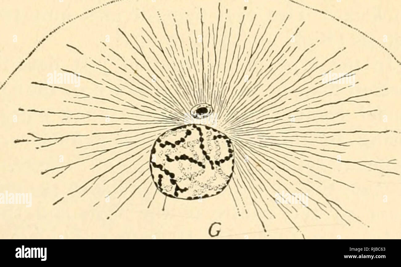 . The cell in development and inheritance. Cells. Fig. 94. — Entiance and rotation of the sperm-head and formation of the sperm-aster in the sea-urchin, Toxopneustes {A-F. X 1600; G, //, X 800). A. Sperm-head before entrance; n. nucleus; m. mid- dle-piece and part of the flagellum. B. C. Immediately after entrance, showing entrance-cone. D. Rotation of ihe sperm-head, formation of the sperm-aster about the middle- piece. E. Casting off of middle-piece; centrosome at focus of the rays {cf. Fig. 12). The changes figured occupy about eight minutes. F. G. Approach of the germ-nuclei; growth of the Stock Photo