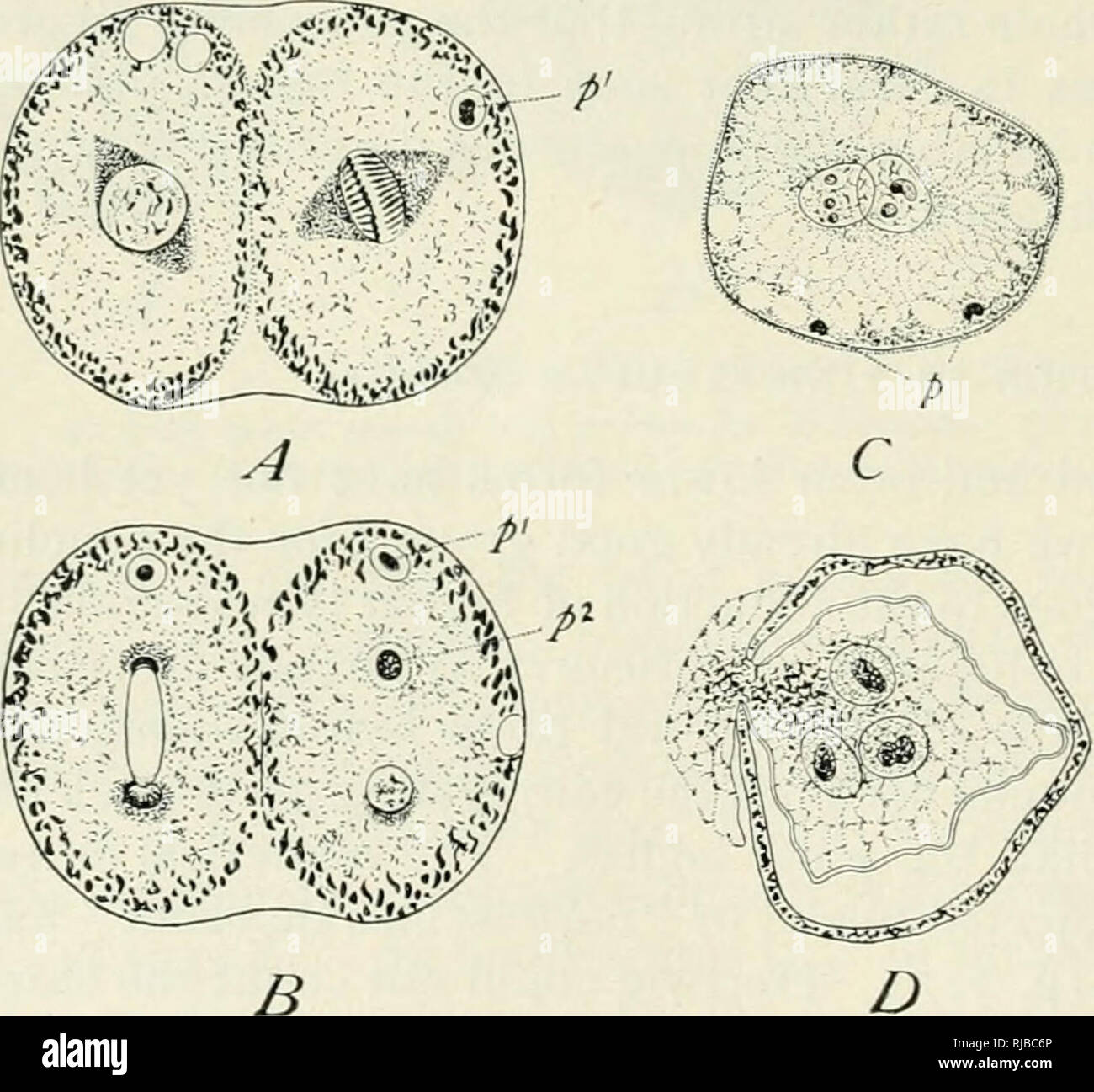 . The cell in development and inheritance. Cells. Fig. 138. — Conjugation and formation of the polar bodies in Act'uiopkiys. [SCHAUDINN.] A. Union of the gametes; first polar spindle. B. Fusion of the cell-bodies; a single polar body near the periphery of each. C. Fusion of the nuclei. the final division. In the gregarines Wolters ('91) has observed the formation of an actual polar body as a small cell segmented off from each of the two conjugating animals soon after their union ; but the number of chromo- somes was not deter- mined. Schaudinn ('96, 2) has observed a like process in Acti- uop/ Stock Photo
