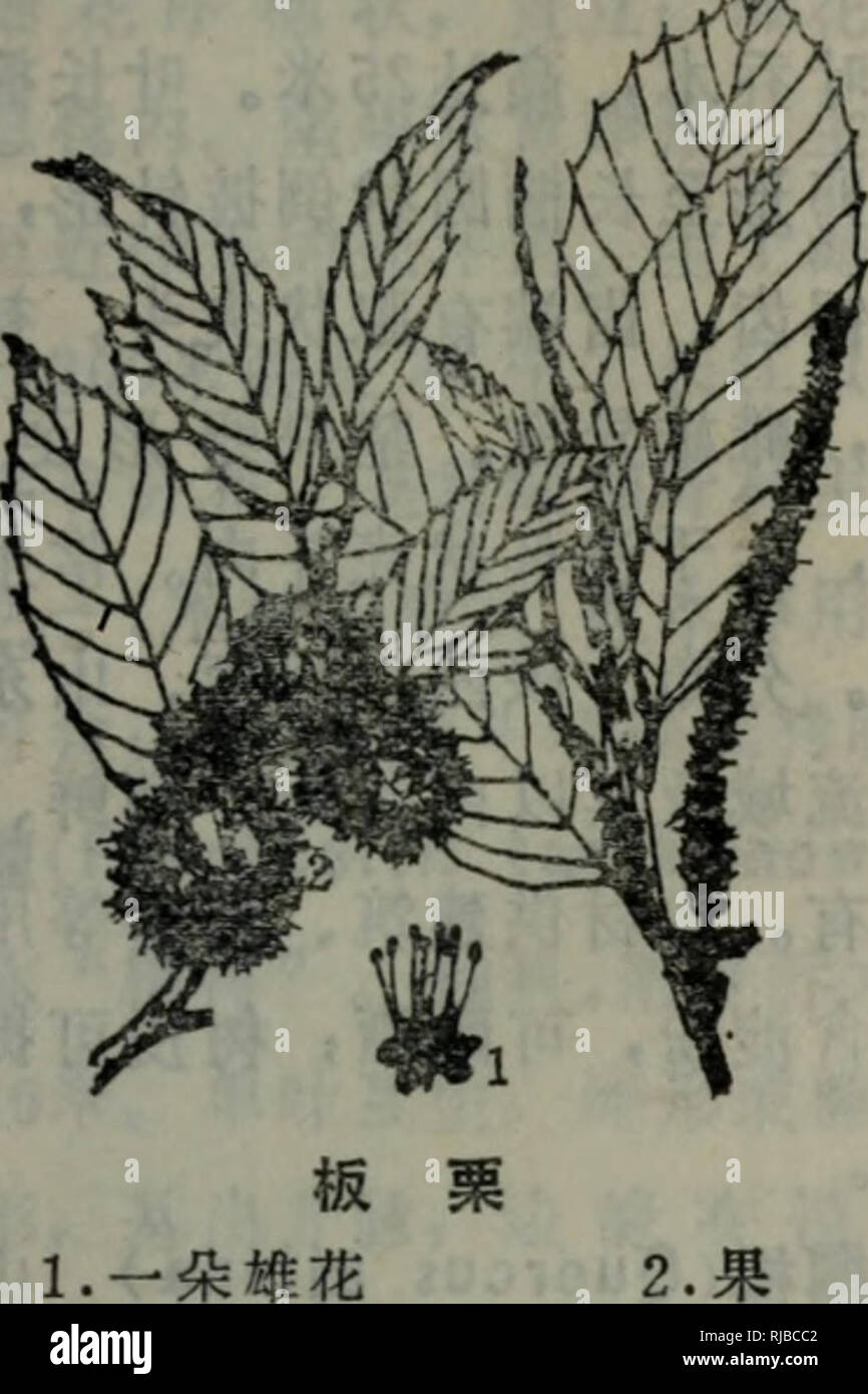 Castanea Seguinii High Resolution Stock Photography And Images Alamy