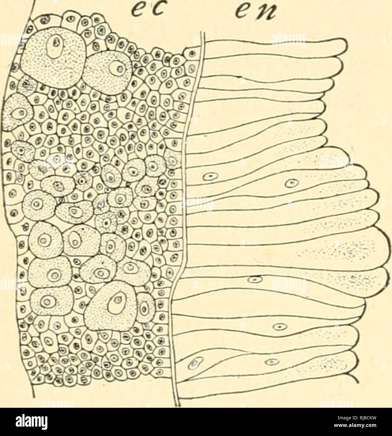 Primordial Germ Cell High Resolution Stock Photography and Images - Alamy
