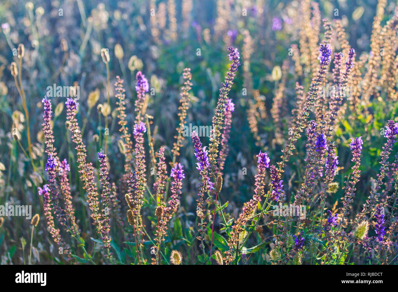 Light purple wildflowers hi-res stock photography and images - Alamy