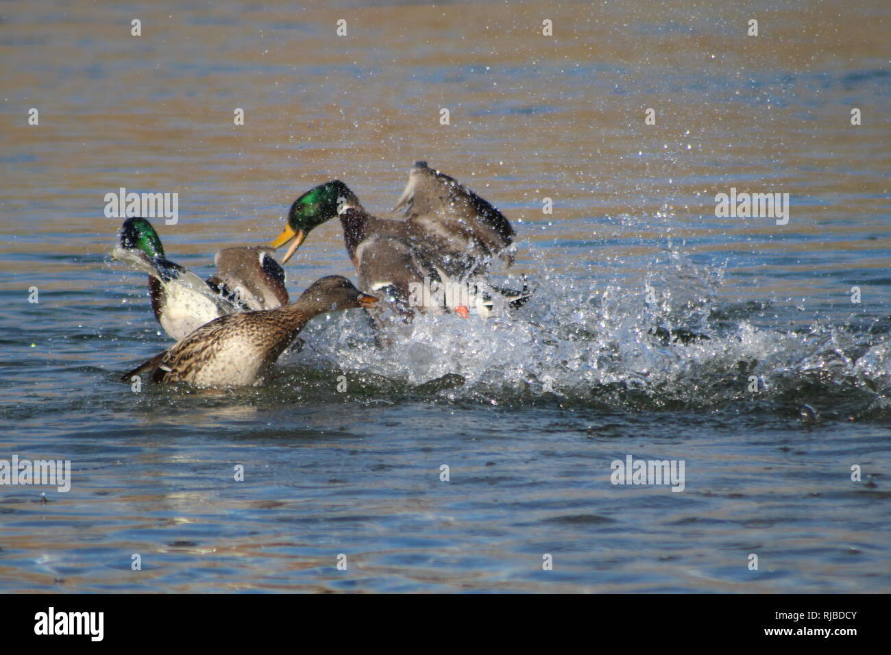 Mallards fighting on the Colorado River Stock Photo
