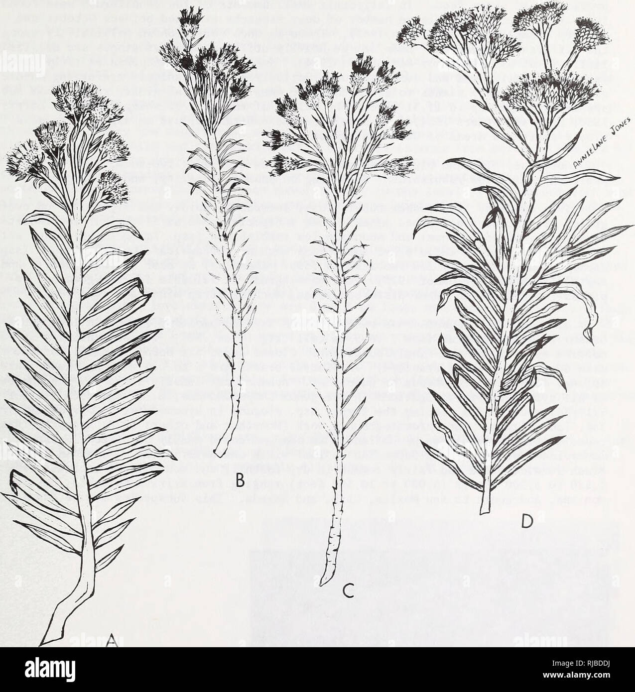 . Characteristics and hybridization of important intermountain shrubs. Compositae Rocky Mountains; Shrubs Rocky Mountains; Sunflowers Great Basin; Shrubs Great Basin. Figure 56.—Subspecies of Chrysothamnus viscidiflorus. (A.) C. viscidiflorus ssp. lanceolatusj McArthur and Blauer EC74-S2, Wasatch Plateau, Sanpete Co., Utah (l.OX). (B.) C. viscidiflorus &quot;ssp. puberulus, McArthur and Blauer EC74-1, mouth of Ephraim Canyon, Sanpete Co., Utah (0.9X). (C.) C. viscidiflorus ssp. stenophylluSj McArthur and Blauer N-159, Caliente, Lincoln Co., Nev. (I.IX). (D.) C. viscidiflorus ssp. viscidifloruS Stock Photo