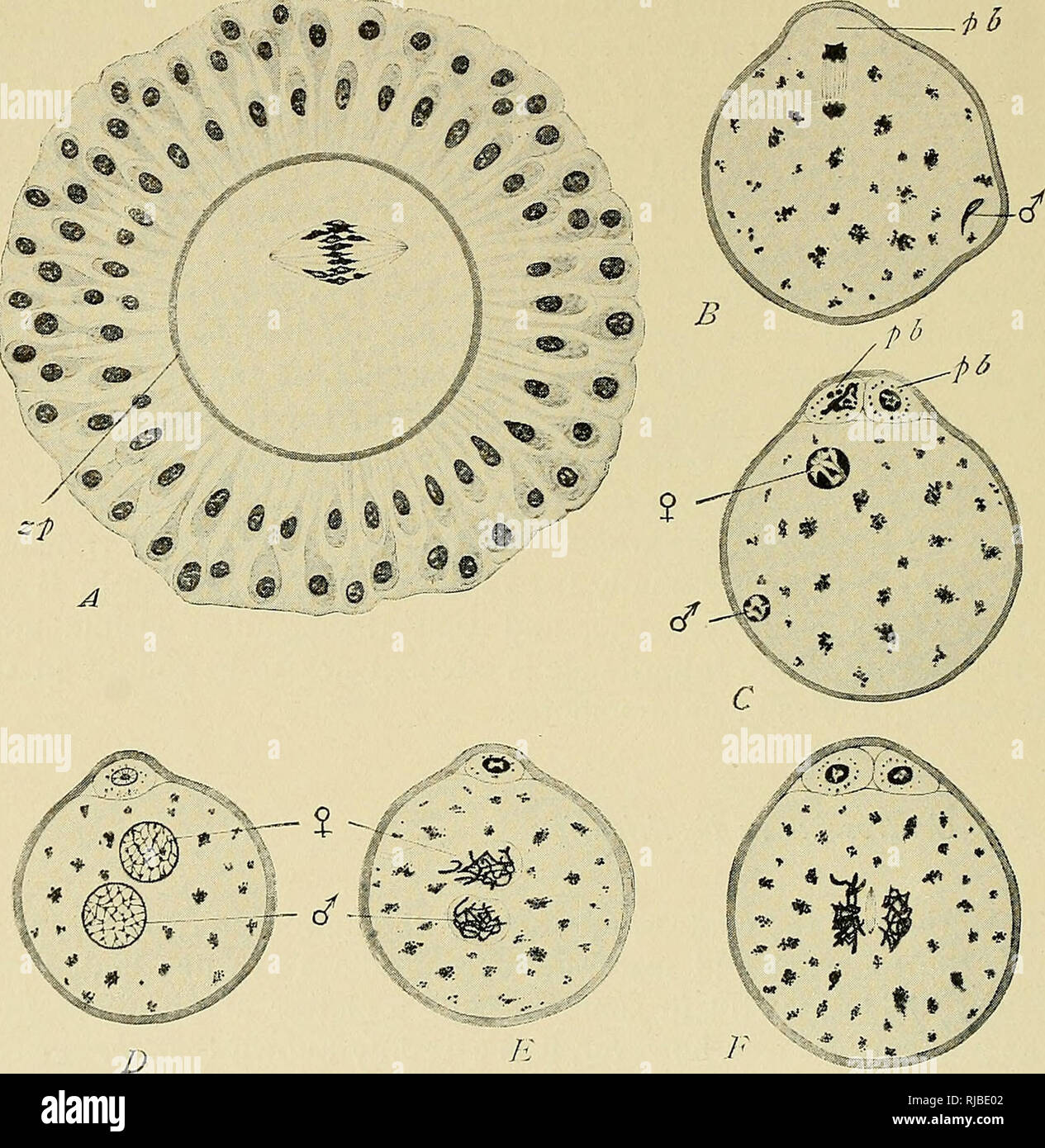 . The cell in development and inheritance. Cells; Cells. 136 FERTILIZATION OF THE OVUM AllolobopJiora (Foot), in the butterfly Pieris (Henking), and in the gasteropod Physa (Kostanecki and Wierzejski). The agreement between forms so diverse is very strong evidence that this must be regarded as the typical derivation of the centrosome.^ The facts may be illustrated by a brief description of the phe-. Fig. 67. — Maturation and fertilization of the egg of the mouse. [SOBOTTA.] A. The ovarian egg still surrounded by the follicle-cells and the membrane (z.p., zona pel- lucida); the polar spindle fo Stock Photo