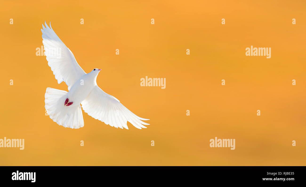 white dove flying on a yellow background Stock Photo