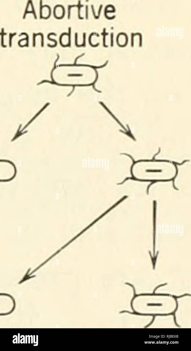 Cell Heredity Cytogenetics Cz3 Cd Cz Cd Quot Cd Clones Of Nonmotile Cells Transduced Line Of Motile Cells Figure 5 10 Two Types Of Transduction In Salmonella Stable And Abortive Non Motile Bacteria