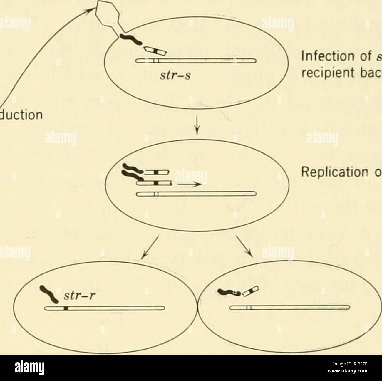 Cell heredity. Cytogenetics. nfection of str-r bacterium ...