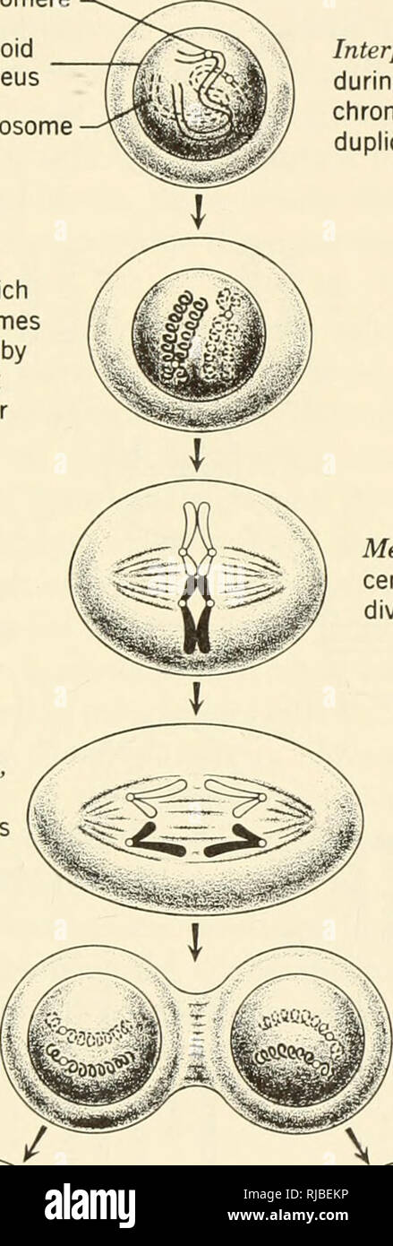 Telophase Of Cell Division High Resolution Stock Photography and Images ... Biology Diagrams