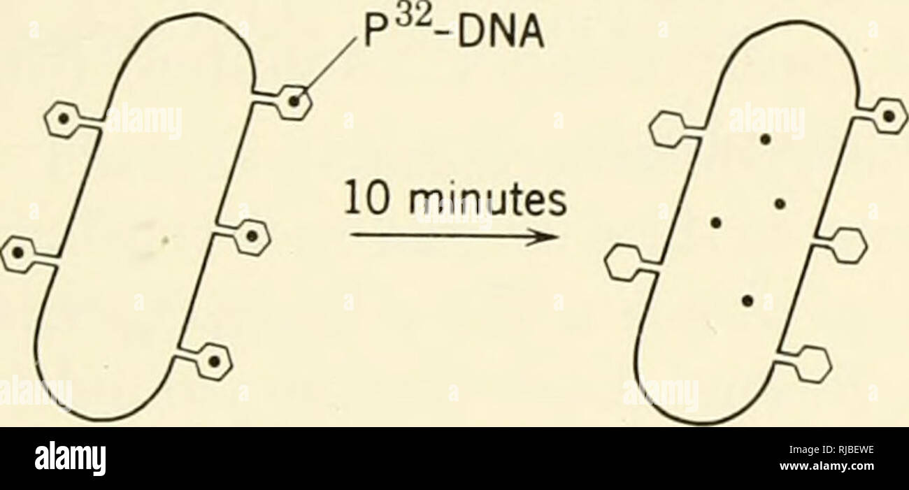 . Cell heredity. THE CHEMICAL BASIS OF HEREDITY 23 Phage