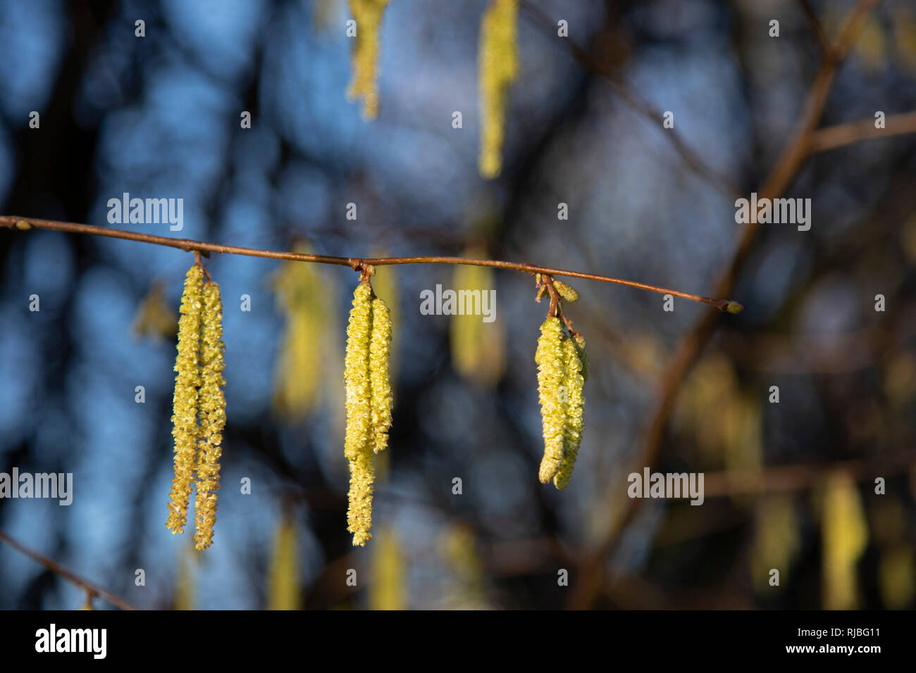Spring seems to have come very early as catkins appear in December on trees in a park in Birmingham, United Kingdom. Catkin-bearing plants include many other trees or shrubs such as birch, willow, hickory, sweet chestnut. Stock Photo
