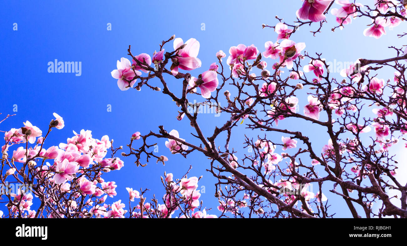 Blooming Magnolia Tree On Background Of Blue Sky During Spring Period Blossomed Branch With Pink Flowers In Bloom Blossom Period For The Cherry Ap Stock Photo Alamy