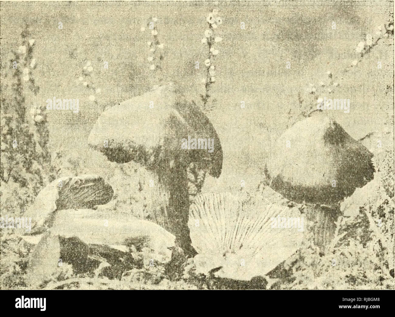 Cesk Houby Fungi Czech Republic H Luteus Sp Ih Va Sluta Kl 3a4 Cm Tn I A Kua Elov Excentricka Niirna Mas Pouize Vlibka Z Emlova Sluta Cela Paitiskla Nii Drobna Mi Siipiia Kami Poseta Na Cesk Houby Fungi Czech Republic H Luteus Sp Ih Va Sluta Kl 3a4 Cm Tn I A Kua Elov Excentricka Niirna Mas Pouize Vlibka Z Emlova Sluta Cela Paitiskla Nii Drobna Mi Siipiia Kami Poseta Na