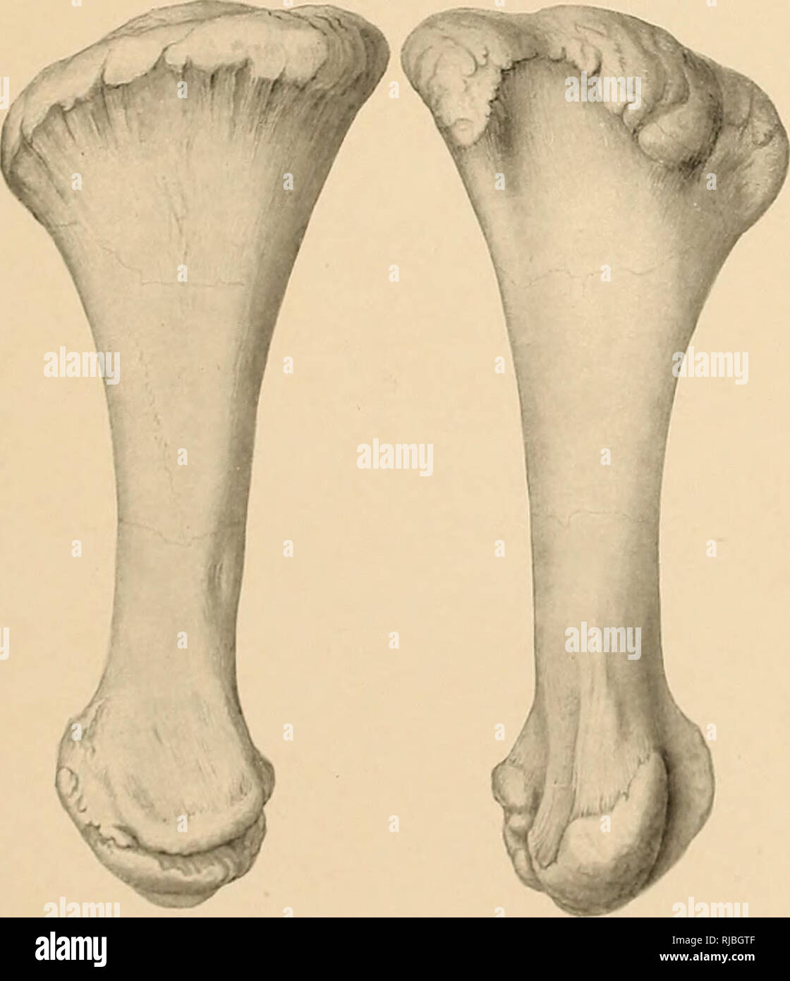 . The Ceratopsia. Ceratopsia. TIBIA AND ASTRAGALUS OF TRICERATOPS PRORSUS MARSH.. Please note that these images are extracted from scanned page images that may have been digitally enhanced for readability - coloration and appearance of these illustrations may not perfectly resemble the original work.. Hatcher, J. B. (John Bell), 1861-1904; Lull, Richard Swann, 1867-1957; Osborn, Henry Fairfield, 1857-1935; Marsh, Othniel Charles, 1831-1899. Washington, Govt. Print. Off. Stock Photo
