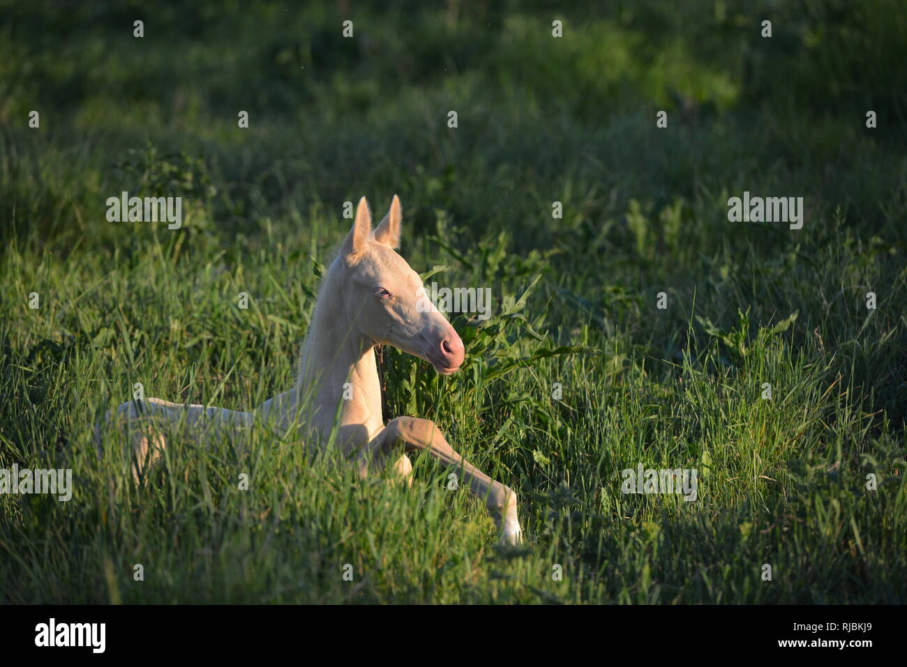 Perlino akhal-teke foal lying in tall grass on the pasture Stock Photo