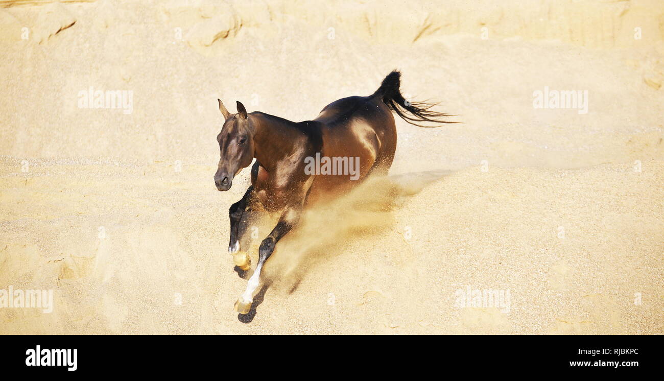 Golden buckskin akhal-teke horse runs in gallop down in the desert sands, shot from above Stock Photo