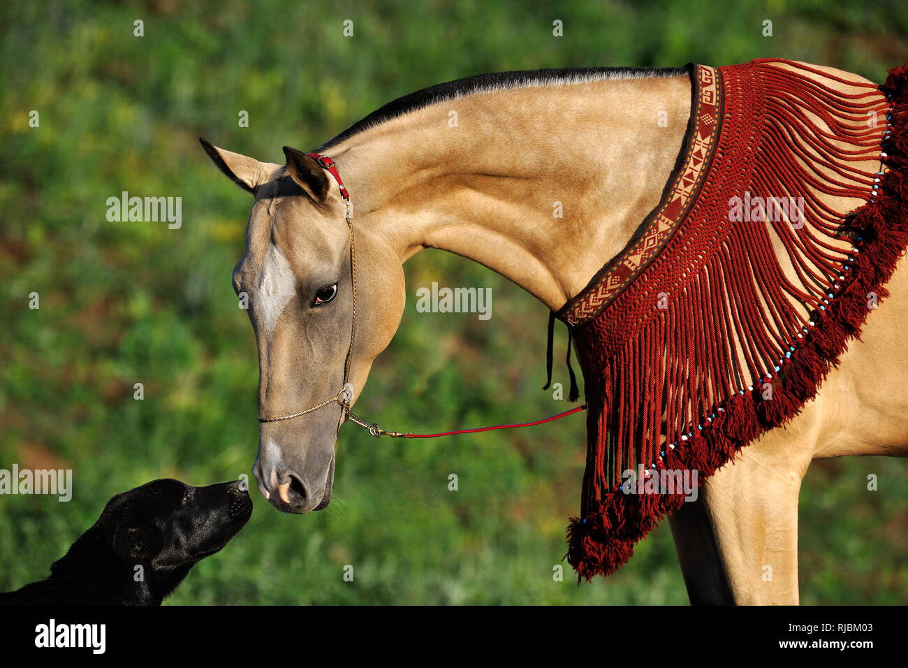 Buckskin Akhal-teke mare in red traditional turkoman decoration sniffing black Alabai dog Stock Photo