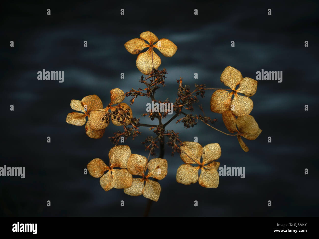 Flower of the Hydrangea plant in winter Stock Photo Alamy