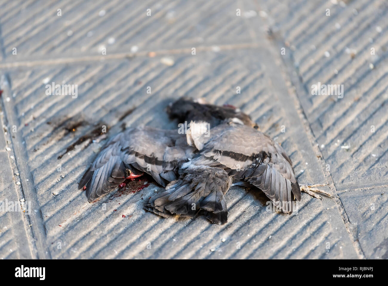 Closeup of dead blue pigeon bird with guts and blood after being run over by car on summer street in Siena, Italy Stock Photo