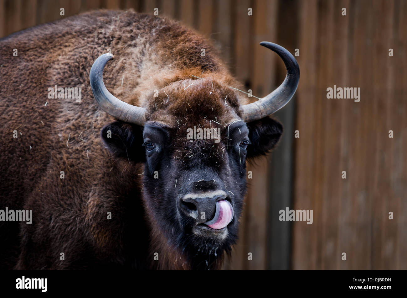 Huge adult Bison with large horns shows tongue. Action wildlife scene