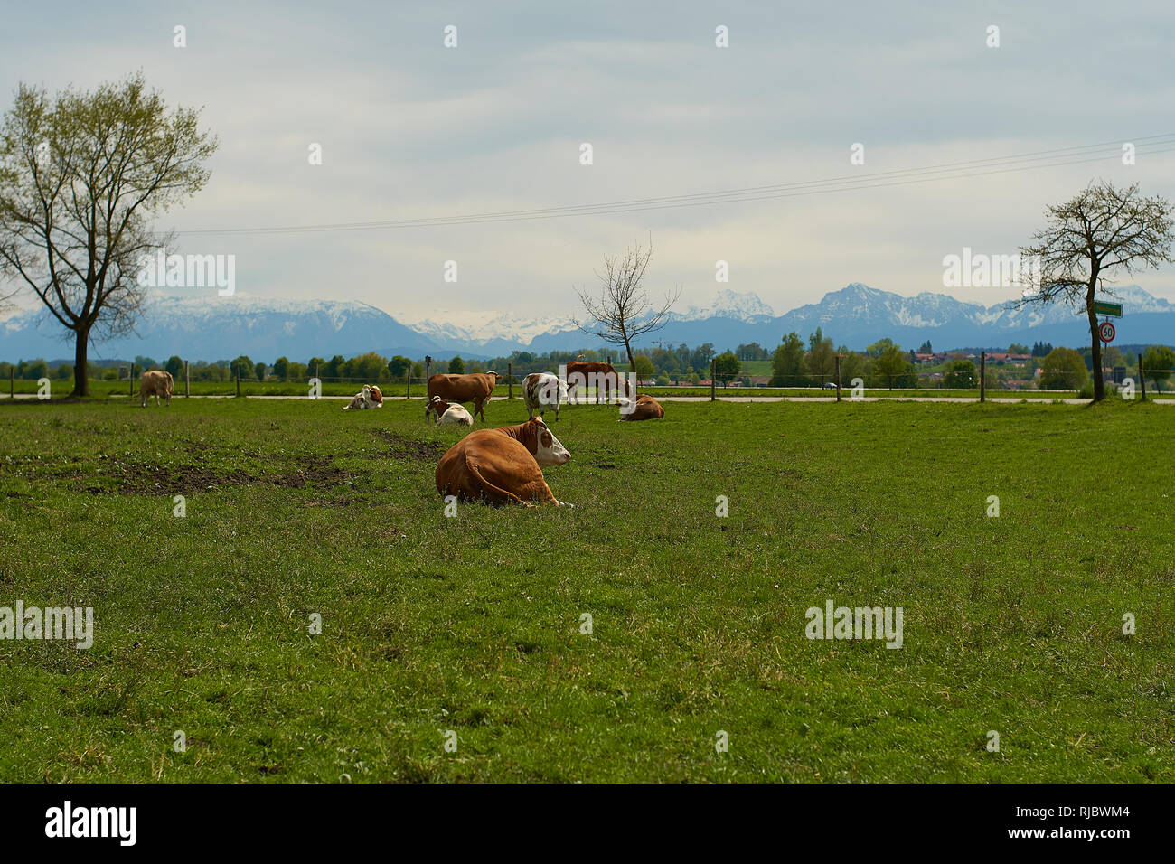 Idyllic landscape in front of the Alps with cows Stock Photo - Alamy