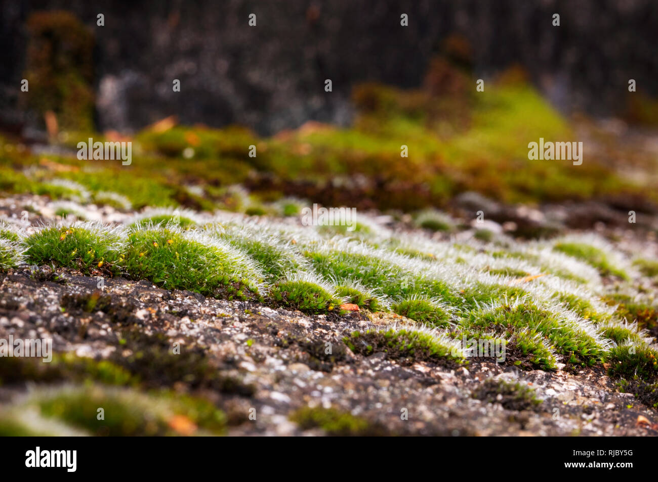 A carpet of moss grows on rocks during springtime ,beautiful close up