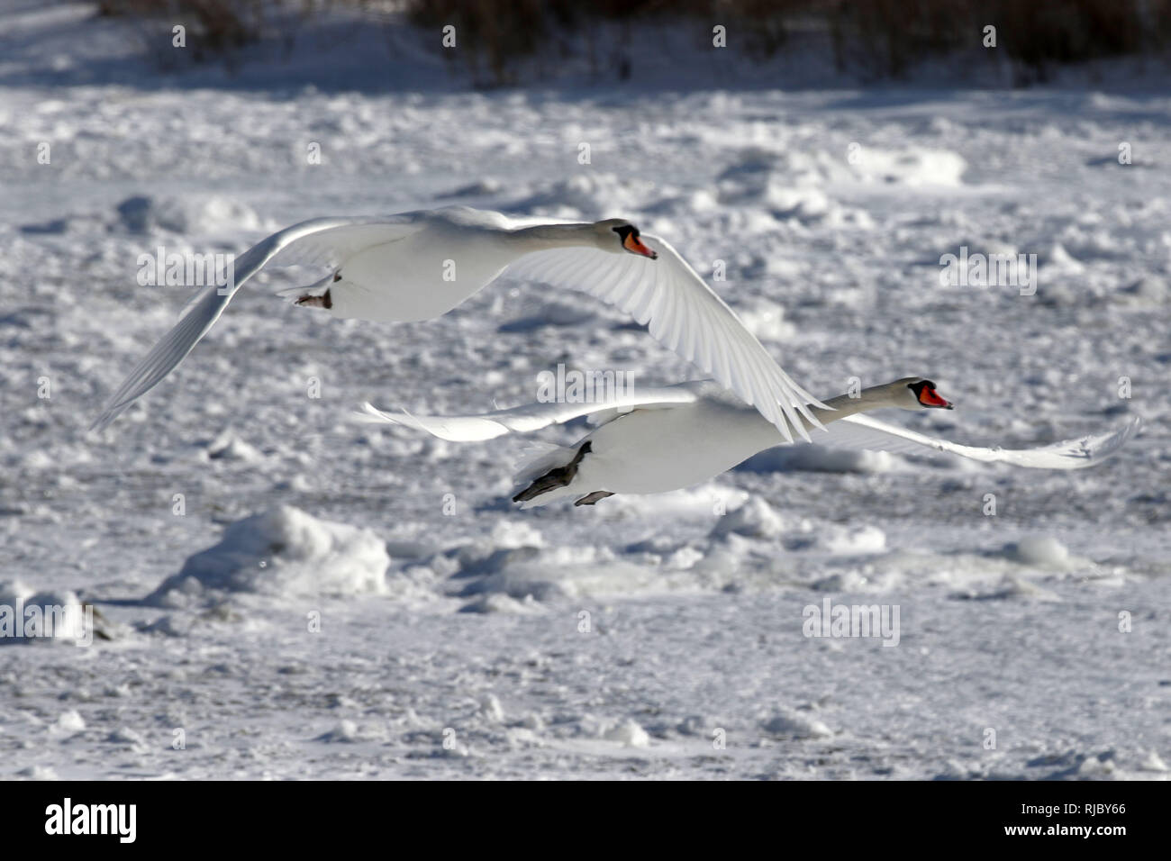 Tundra mute and trumpeter swans hires stock photography and images Alamy