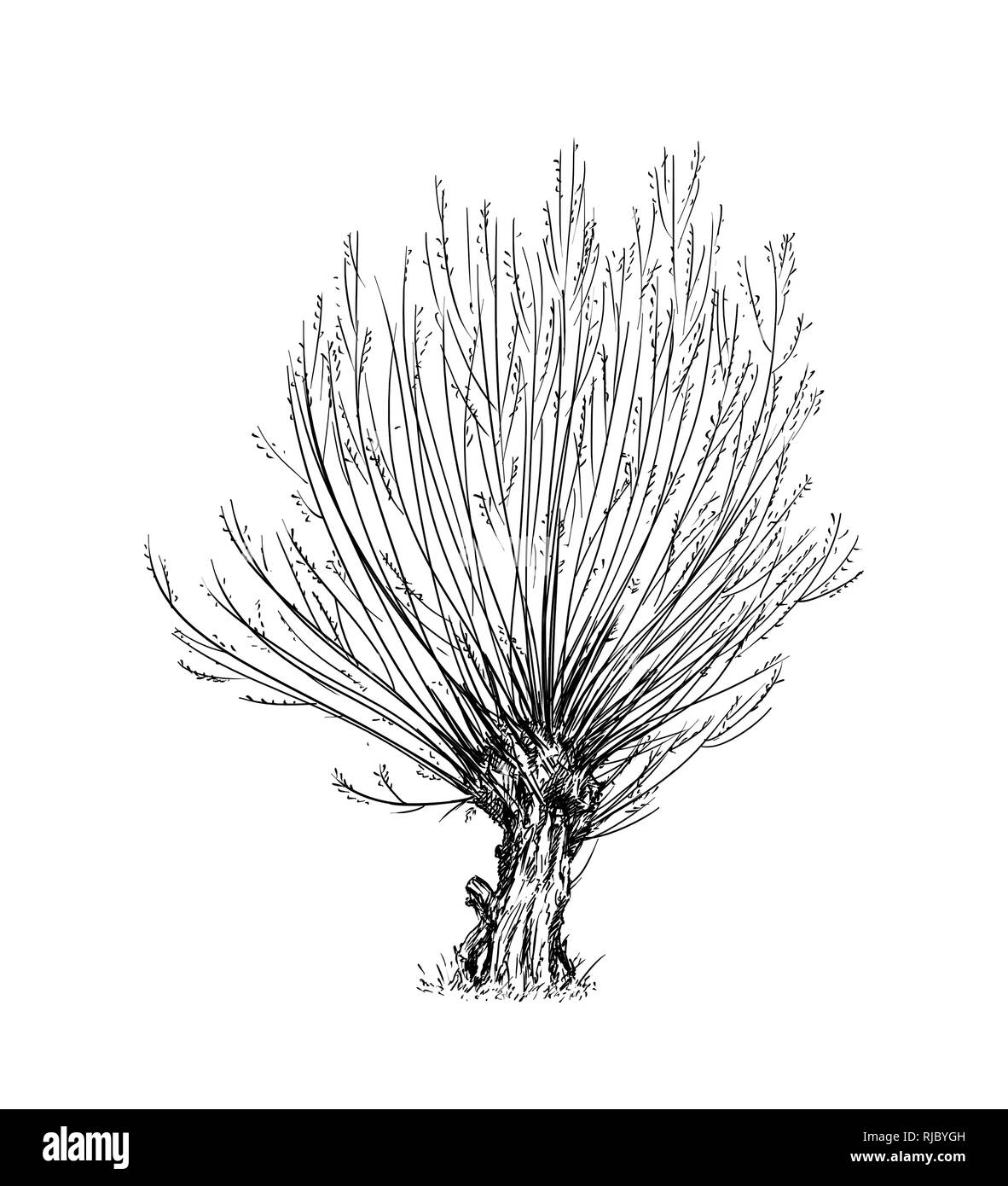 Cartoon Drawing of Willow or Sallow Tree Stock Photo