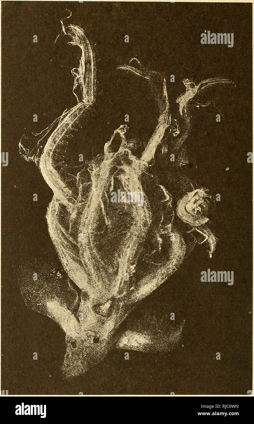 Cirrothauma hires stock photography and images Alamy