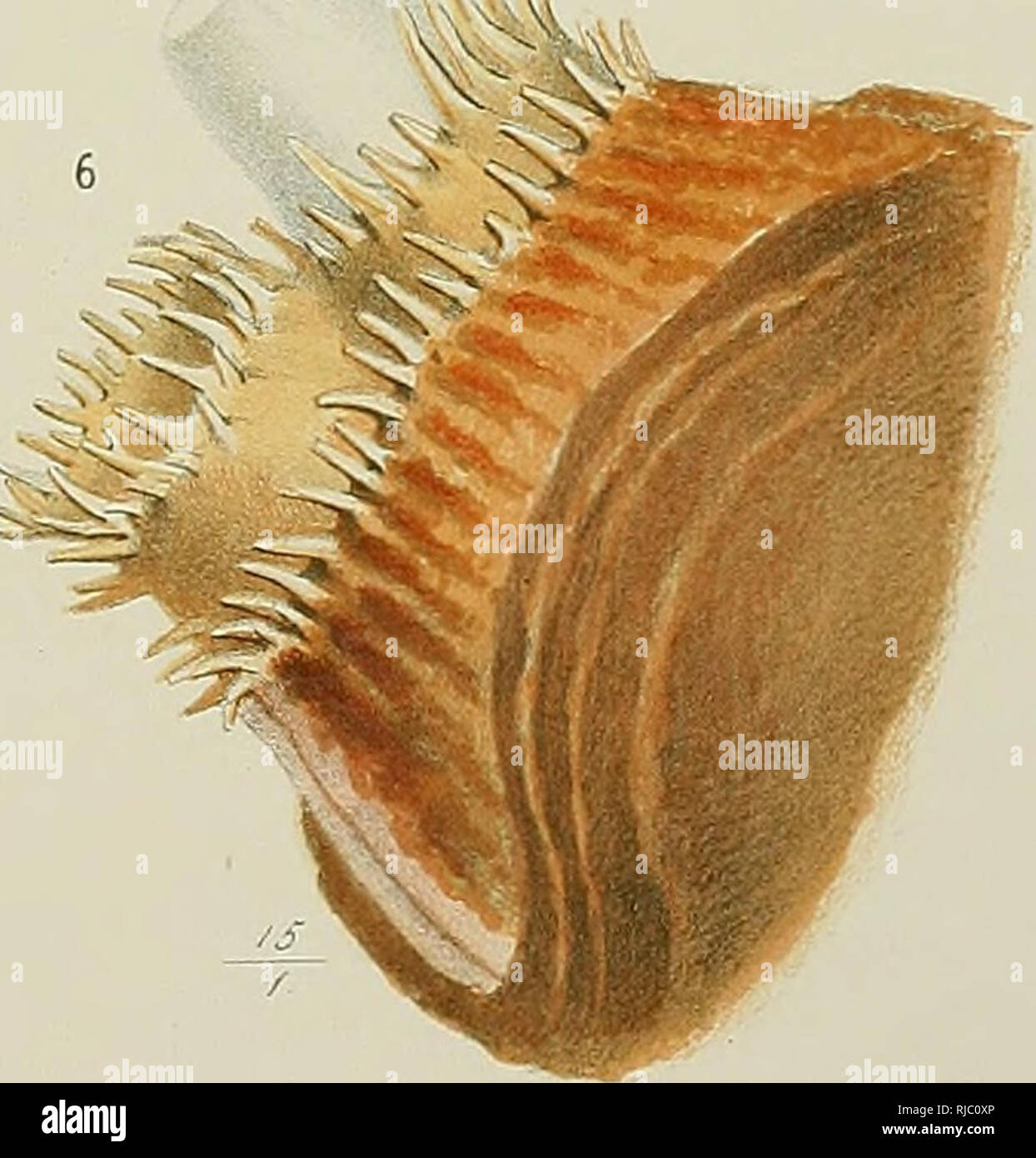Fauna Der Kieler Bucht Mollusks Bivalves Opisthobranchia Prosobranchia Ifw Lt A A V 1 W Ji Ki Kl Ba Ai A Ami S T Iltiiit A 1 Ml Jilt Lilk Arail V W Tiiifkr Lliij Iir I 1 4