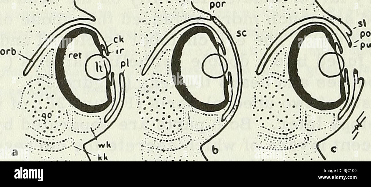 . Cephalopoda. Cephalopoda. FIGURE 27. Diagrammatic frontal sections of the development of the right eye of Cephalopoda: a — Nautilus. The stalk bears the optic nerve (n); the retina (ret) is actually many-layered with the rods pointed toward the light; other elements are the primary pupil (pp) and the ring fold (ir) which forms a wide circle and probably corresponds to the iris of Dibranchiata; b — e — typical stages of the embryonic eye of Sepia. The eye chamber is completely closed. The double epithelial lamella (pc), which becomes thinner later, forms the lens (1) at the site of the primar Stock Photo