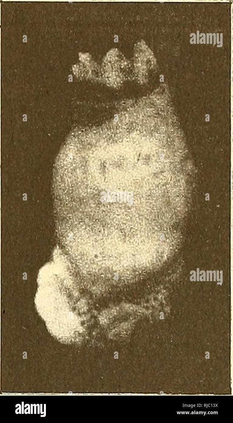 Pigmented shell hi-res stock photography and images - Alamy