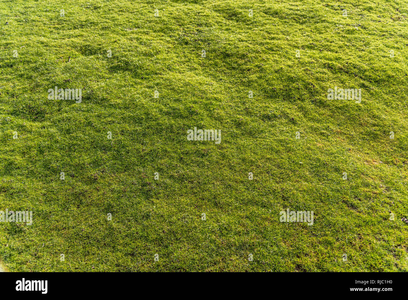 Uneven cut grass hi-res stock photography and images - Alamy