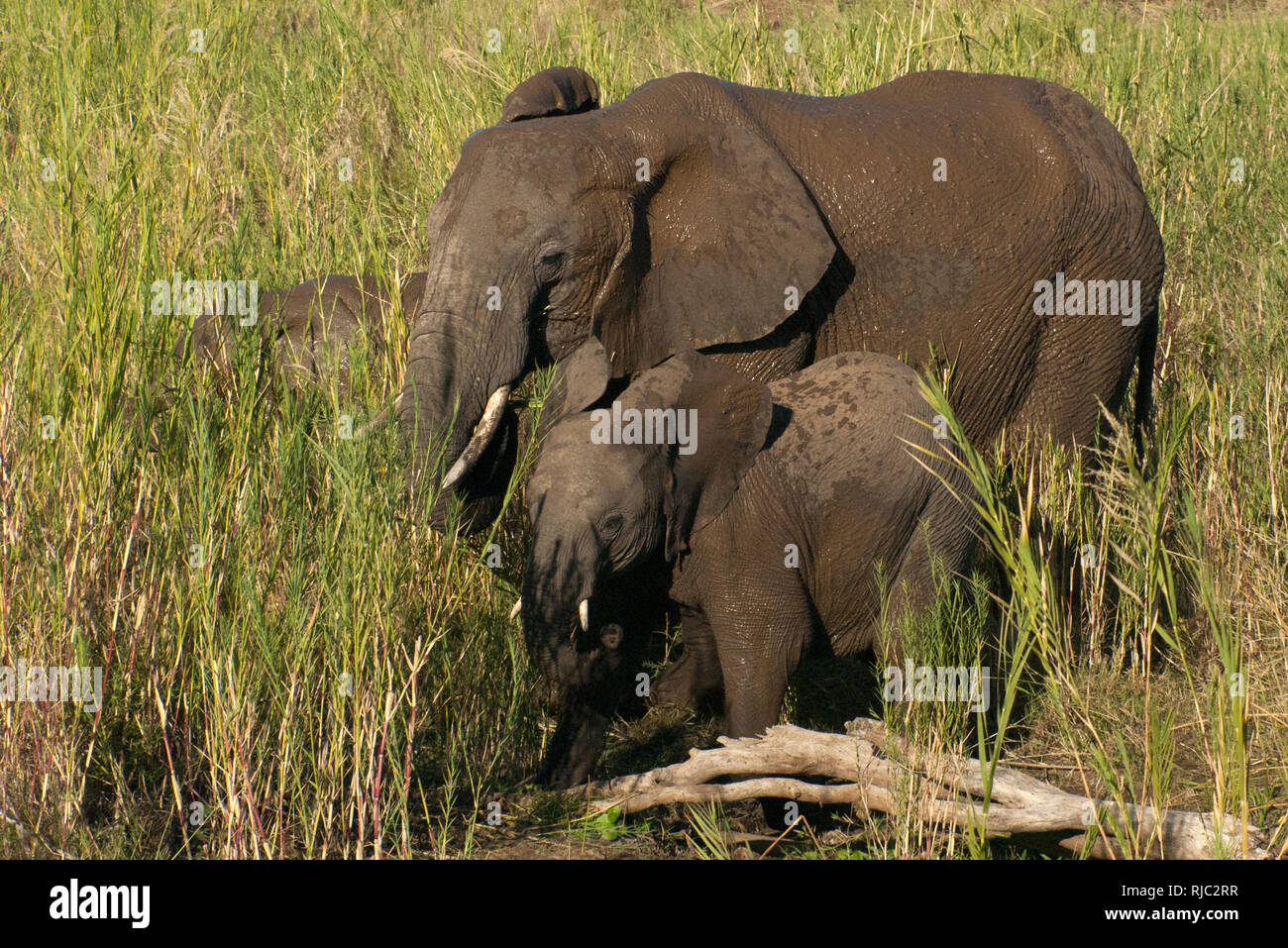 Mother and two elephant calves, Kruger national Park, South Africa
