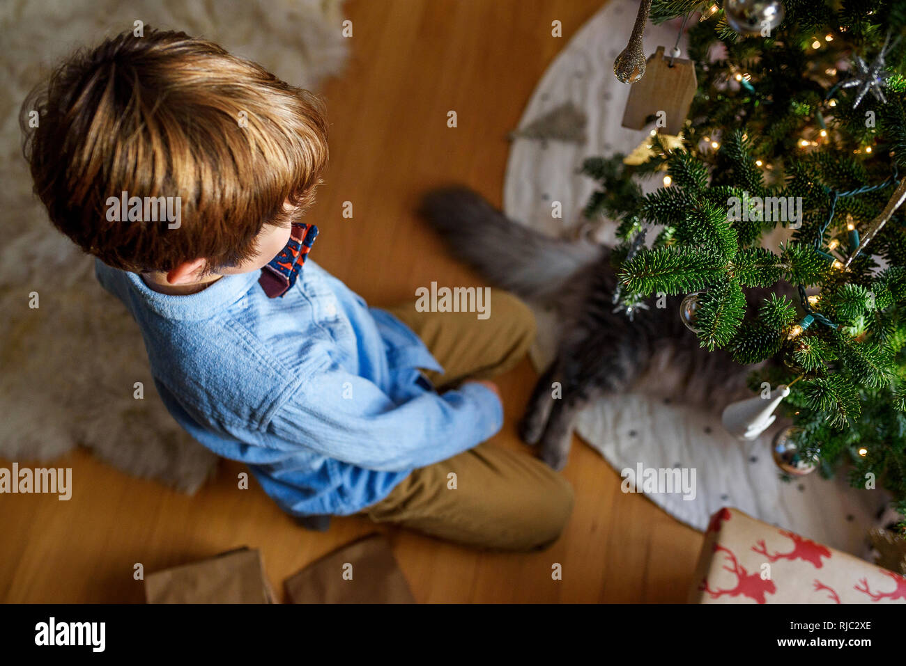 Boy kneeling by a Christmas tree playing with his cat Stock Photo