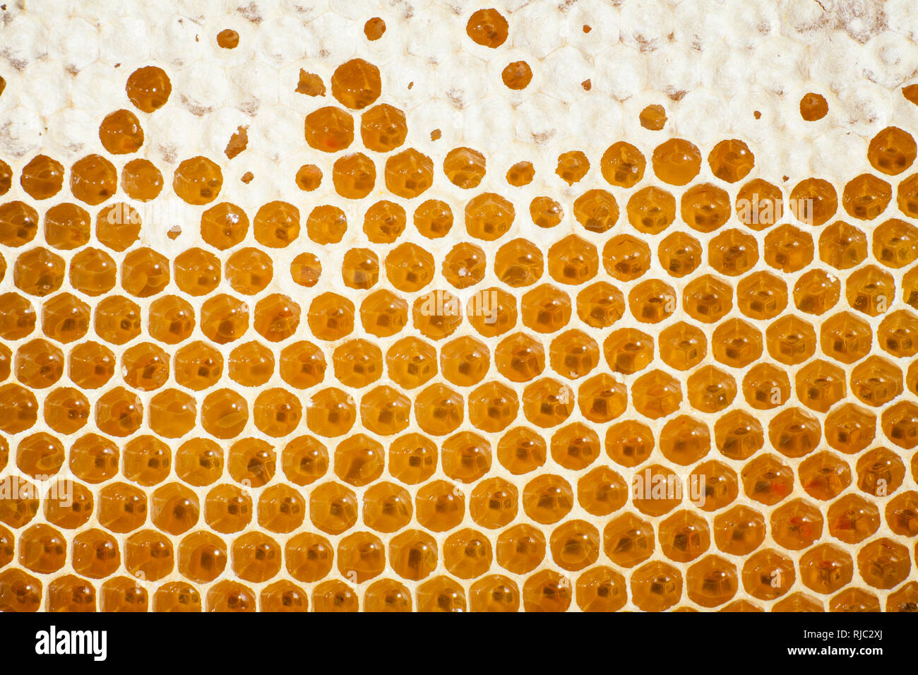 Natural full of honey Stock Photo Alamy