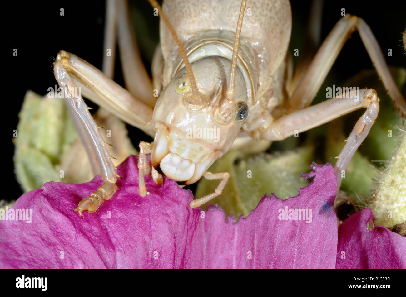 Saddle-Back or Saddleback Bush Cricket Ephippiger ephippiger with Damaged Left Eye or Black Eye Eating Purple Hollyhock Stock Photo