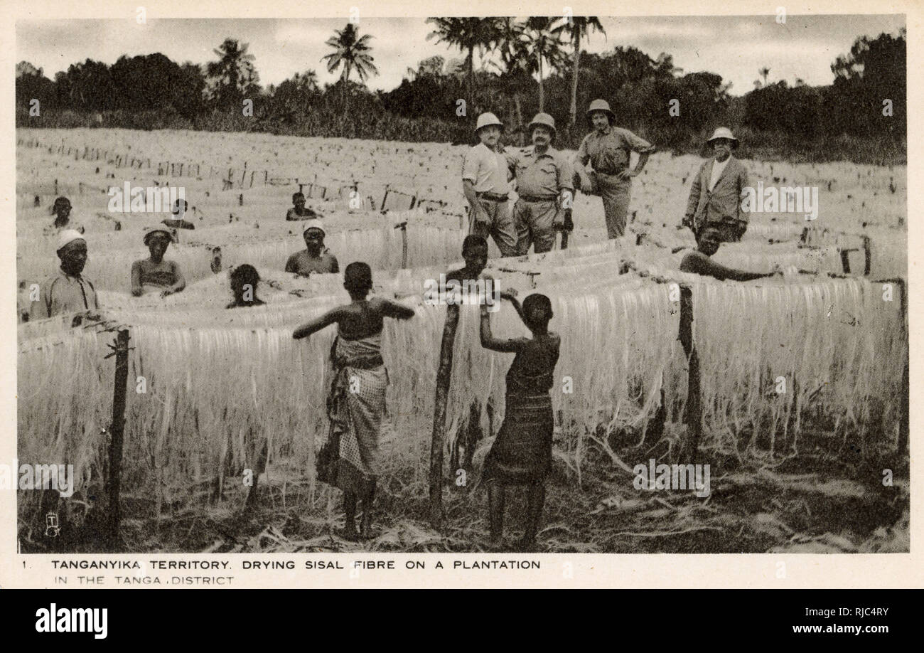 Drying Sisal Fibre on a Plantation - Tanzania, East Africa Stock Photo