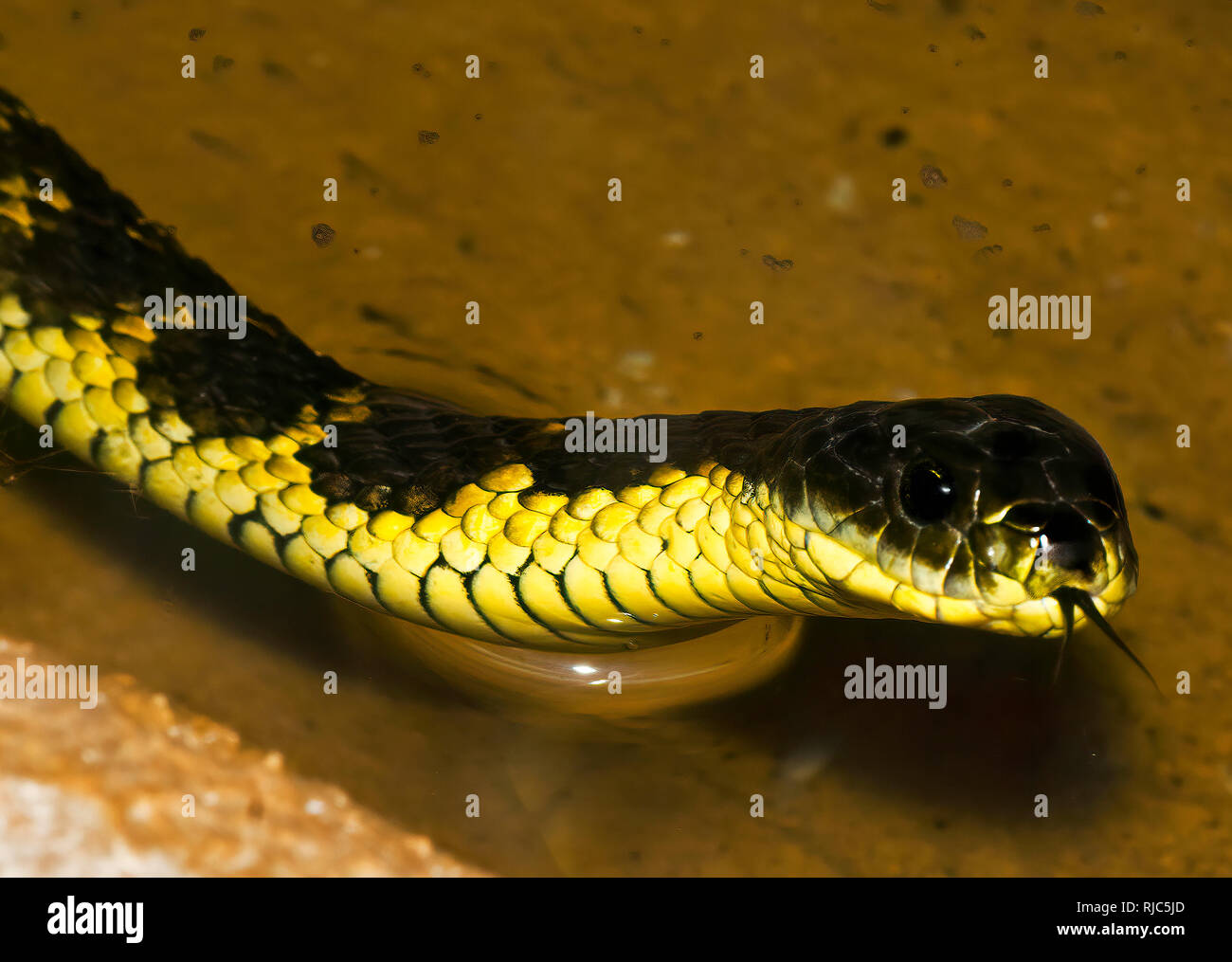 Western Tiger Snake (Notechis scutatus occidentalis) in a lake, Western Australia, Australia Stock Photo