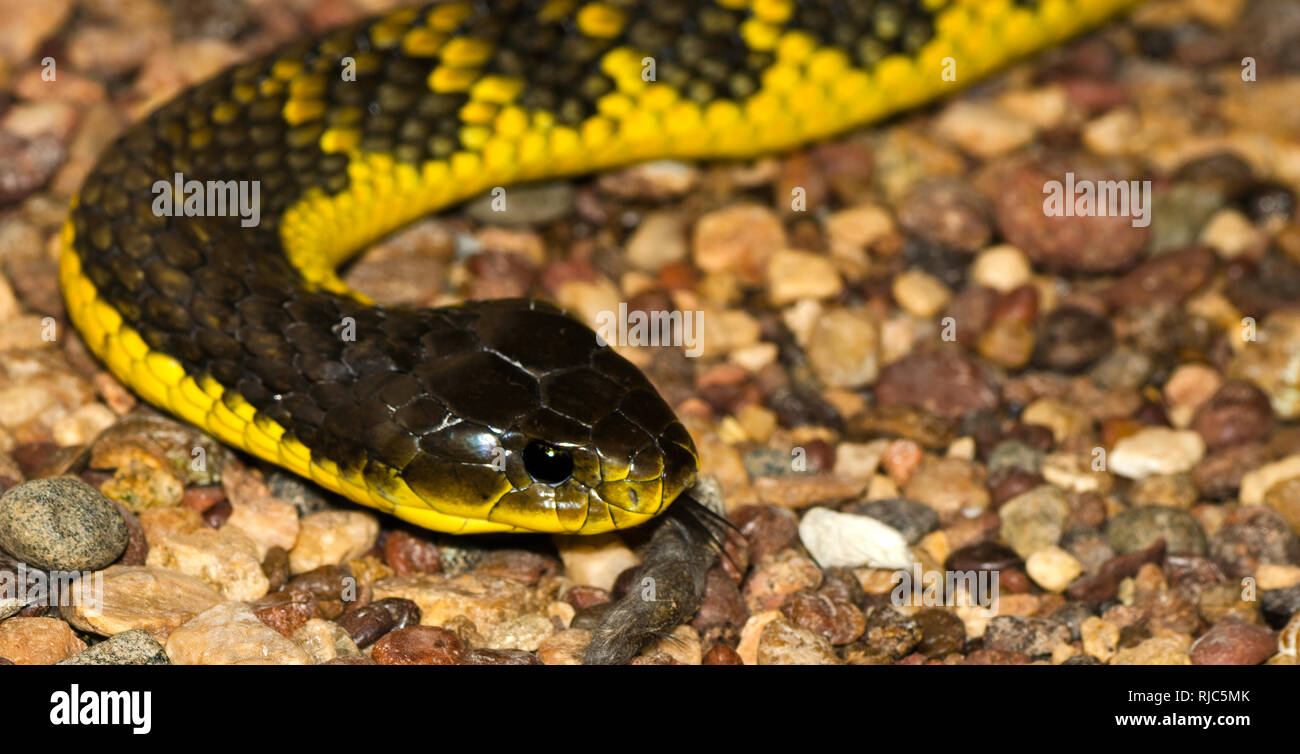 Western Tiger Snake (Notechis scutatus occidentalis), Western Australia, Australia Stock Photo