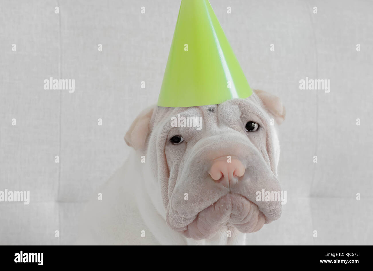 Shar pei puppy dog wearing a party hat Stock Photo