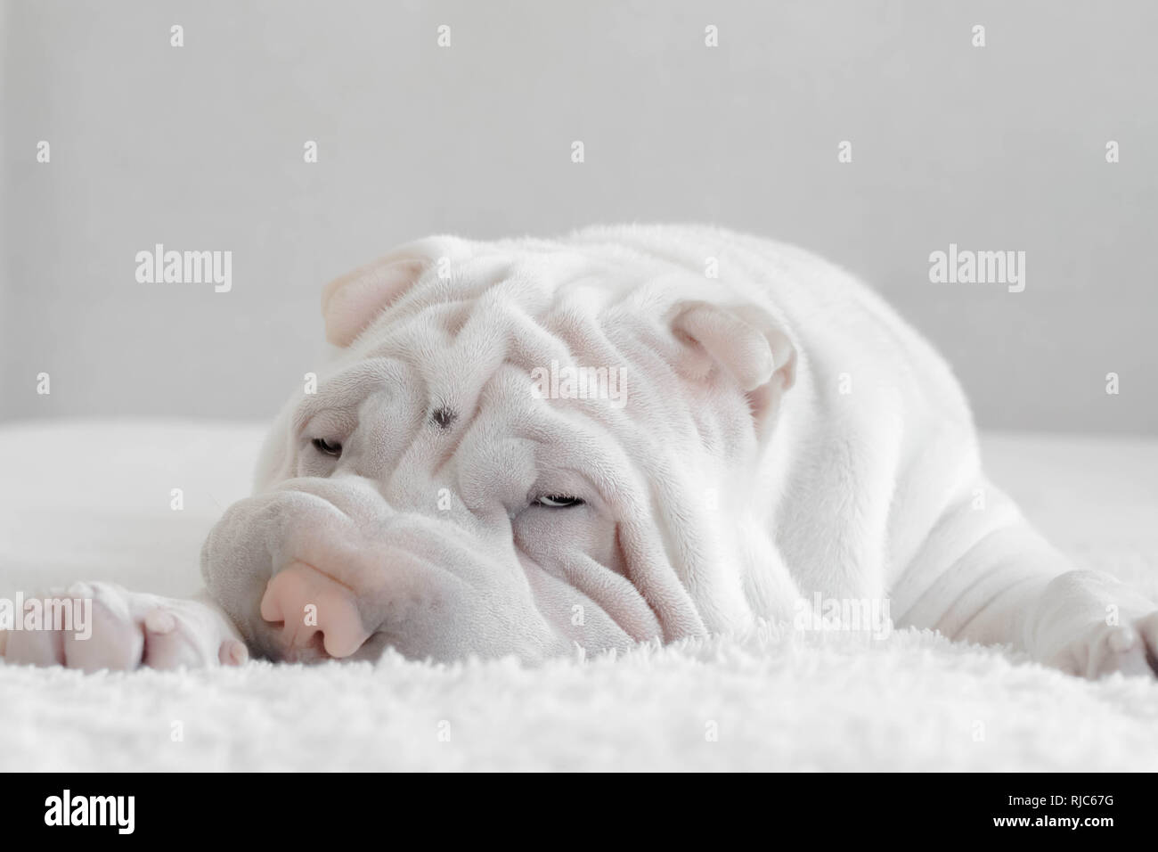 Shar pei puppy dog lying on a bed Stock Photo