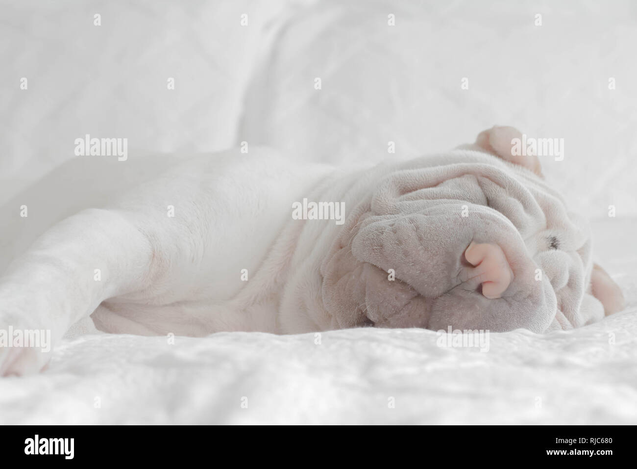 Shar pei puppy dog lying on a bed sleeping Stock Photo